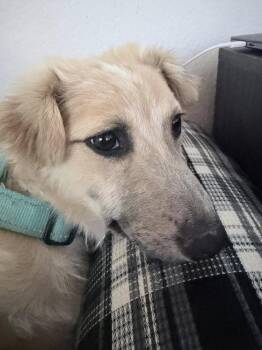 Sky -  Australian Cattle Dog Blue Heeler Dog Available for Adoption in Colorado Springs, Colorado - Sky | PetCurious