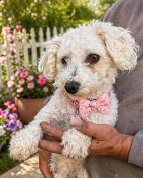 Bichon Frise Dogs Available for Adoption in Malvern, Pennsylvania - Natalie | PetCurious