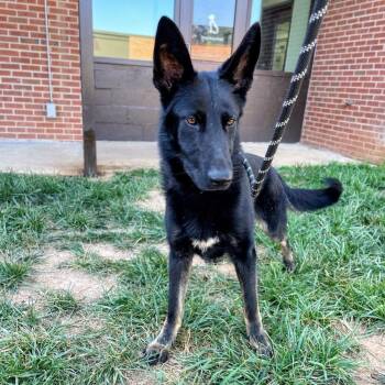 Slim Shady -  German Shepherd Dog Dog for Adoption in Lyndhurst, Virginia - Slim Shady | PetCurious