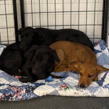 Kit Kat -  Terrier and Mixed Breed Dog for Adoption in Sunrise, Florida - Kit Kat | PetCurious