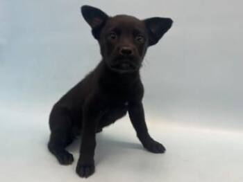 Glee -  German Shepherd Dog and Mixed Breed Dog for Adoption in Minneapolis, Minnesota - Glee | PetCurious