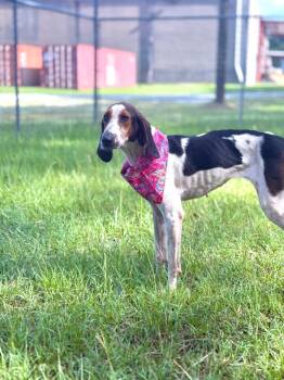 Kodi -  Treeing Walker Coonhound Dog for Adoption in Winnsboro, South Carolina - Kodi | PetCurious