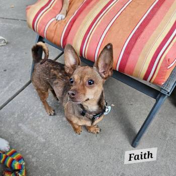 Faith -  Chihuahua and Terrier Dog for Adoption in Lafayette, California - Faith | PetCurious