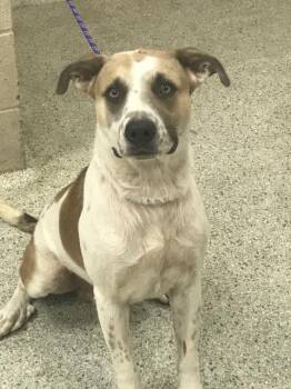 A432098 -  Great Pyrenees and Mixed Breed Dog for Adoption in Conroe, Texas - A432098 | PetCurious