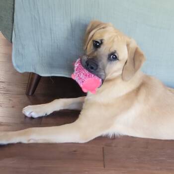 German Shepherd Dog and Boxer Dogs Available for Adoption in Richmond, Virginia - Yellow Submarine | PetCurious