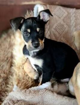 Kiera (Bonnie) -  German Shepherd Dog Dog for Adoption in Colorado Springs, Colorado - Kiera (Bonnie) | PetCurious