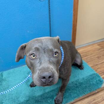 Reba -  Pit Bull Terrier Dog for Adoption in Dripping Springs, Texas - Reba | PetCurious