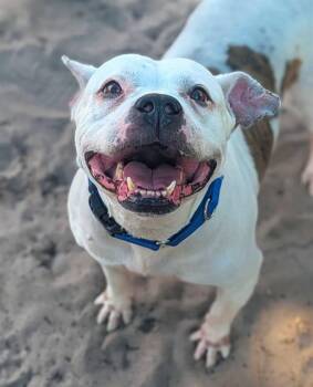 HUMVEE -  American Bulldog Dog for Adoption in Fort Lauderdale, Florida - HUMVEE | PetCurious