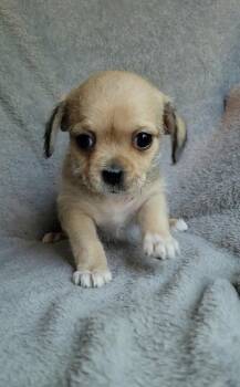 Cricket -  Shih Tzu and Chihuahua Dog for Adoption - Cricket | PetCurious