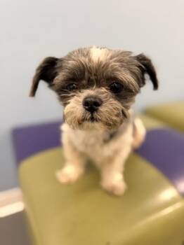 Shih Tzu Dogs Available for Adoption in Annapolis, Maryland - Rex (with Kaisey) | PetCurious