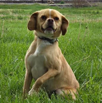 Cocker Spaniel and Chihuahua Dogs Available for Adoption in Huntington, Indiana - Arwen | PetCurious