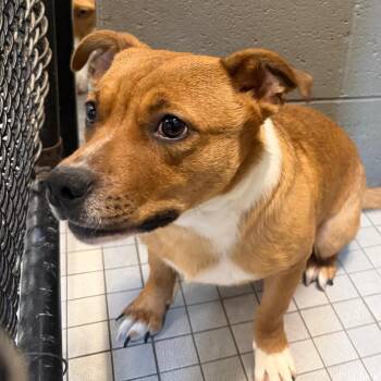 Mixed Breed Dogs Available for Adoption in Philadelphia, Pennsylvania - Monty | PetCurious