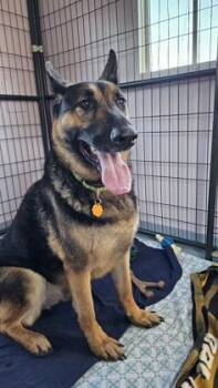Rescue German Shepherd Dog Dogs for Adoption in Salem, New Hampshire - Bear | PetCurious