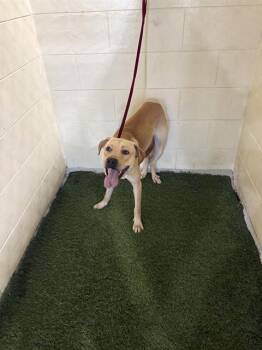 Rescue Labrador Retriever and Mixed Breed Dogs for Adoption in Winter Haven, Florida - A1246459 | PetCurious