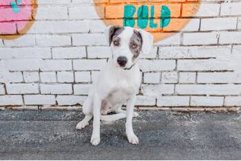 Pointer Dogs Available for Adoption in Charlotte, North Carolina - Jeff | PetCurious