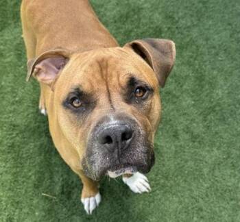 Saki -  Boxer Dog for Adoption in Sacramento, California - Saki | PetCurious