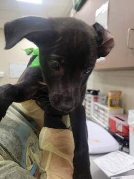 Terrier and Mixed Breed Dogs Available for Adoption in Fishers, Indiana - Moonstone | PetCurious