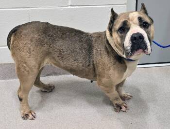 26-281 -  American Bully Dog for Adoption in Lindenhurst, New York - 26-281 | PetCurious