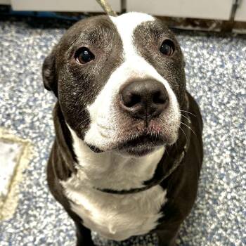 Zena -  American Bully and Labrador Retriever Dog for Adoption in Jackson Township, New Jersey - Zena | PetCurious