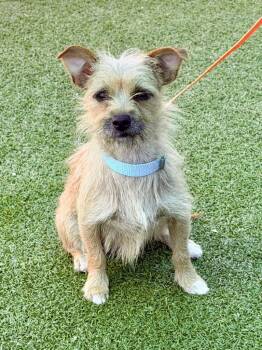 Capi -  Wirehaired Terrier and Chihuahua Dog for Adoption in Cape Coral, Florida - Capi | PetCurious