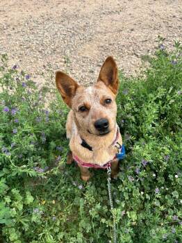 Botas -  Australian Cattle Dog Blue Heeler and Mixed Breed Dog for Adoption in Fort Collins, Colorado - Botas | PetCurious