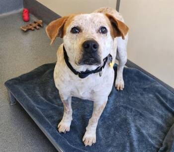 RIP -  Australian Cattle Dog Blue Heeler and Mixed Breed Dog for Adoption in St. Louis, Missouri - RIP | PetCurious