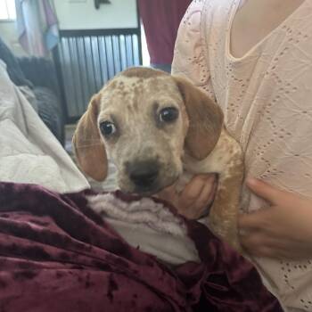 Pickle -  Redbone Coonhound Dog for Adoption in West Plains, Missouri - Pickle | PetCurious