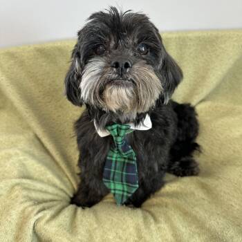 Shih Tzu Dogs Available for Adoption - Paddy | PetCurious