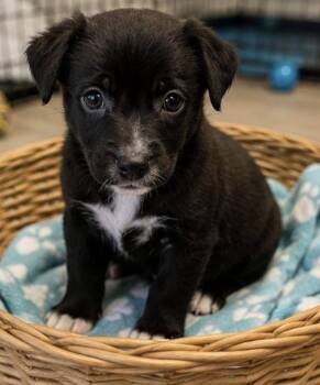ALANA -  Labrador Retriever Dog for Adoption in Margate, Florida - ALANA | PetCurious