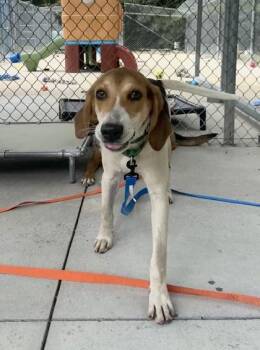 Siesta -  Hound and Mixed Breed Dog for Adoption in King William, Virginia - Siesta | PetCurious