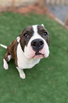Pit Bull Terrier and Boxer Dogs Available for Adoption - Azalea | PetCurious