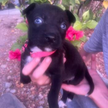 Leilani -  Labrador Retriever and Spaniel Dog for Adoption in Escondido, California - Leilani | PetCurious