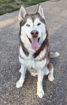 Husky Dogs Available for Adoption - Yappie  | PetCurious