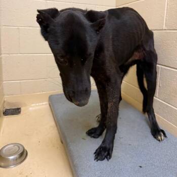Roxy -  Mixed Breed Dog for Adoption in Winston-salem, North Carolina - Roxy | PetCurious