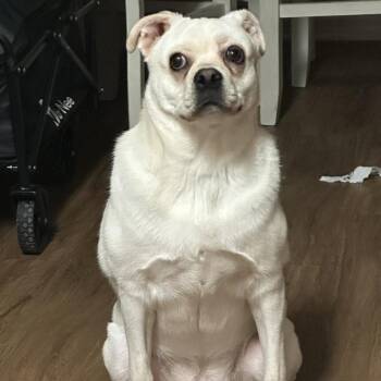 George -  Chihuahua and Pug Dog for Adoption in Yuma, Arizona - George | PetCurious