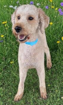 Poodle and Labrador Retriever Dogs Available for Adoption - Blanche-Sweet Poodle Mix! | PetCurious