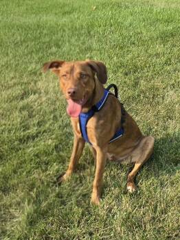 Trouble -  Mountain Cur Dog for Adoption in Newport, Kentucky - Trouble | PetCurious
