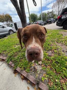 American Bulldog Dogs Available for Adoption in Doral, Florida - BOBBII | PetCurious
