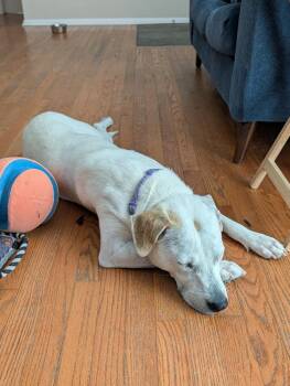 Birdie -  Staffordshire Bull Terrier and Labrador Retriever Dog for Adoption in Aurora, Colorado - Birdie | PetCurious