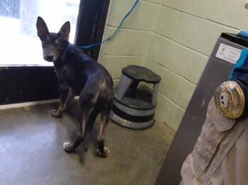 OSCAR -  German Shepherd Dog Dog for Adoption in Tulsa, Oklahoma - OSCAR | PetCurious