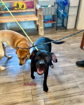 Rescue Mixed Breed Dogs for Adoption in Rock Hill, New York - Athena | PetCurious