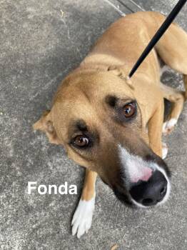 Rescue Mixed Breed Dogs for Adoption in Alexander City, Alabama - Fonda | PetCurious