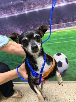 SORANA -  Chihuahua Dog for Adoption in Doral, Florida - SORANA | PetCurious