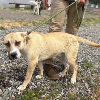 Rancher -  Mixed Breed Dog for Adoption in Spokane, Washington - Rancher | PetCurious