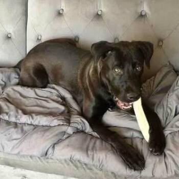 Black Labrador Retriever Dogs Available for Adoption - Beau | PetCurious