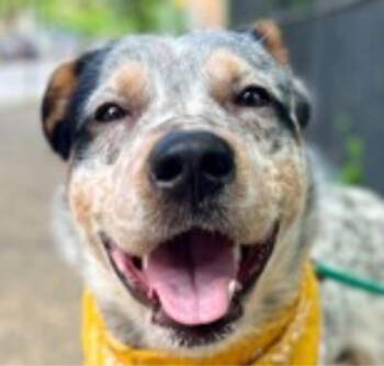 Rescue Australian Cattle Dog Blue Heeler Dogs for Adoption in Ontario, California - Baby Blue NYC | PetCurious