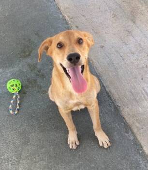 Wesley -  Carolina Dog Dog for Adoption in Manning, South Carolina - Wesley | PetCurious