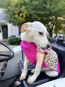 Cruella -  German Shepherd Dog and Cattle Dog Dog for Adoption in Fennville, Michigan - Cruella | PetCurious