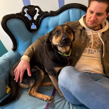 Shepherd Dogs Available for Adoption - Lumi | PetCurious