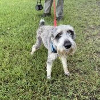 Barrett -  Schnauzer Dog for Adoption in Tulsa, Oklahoma - Barrett | PetCurious